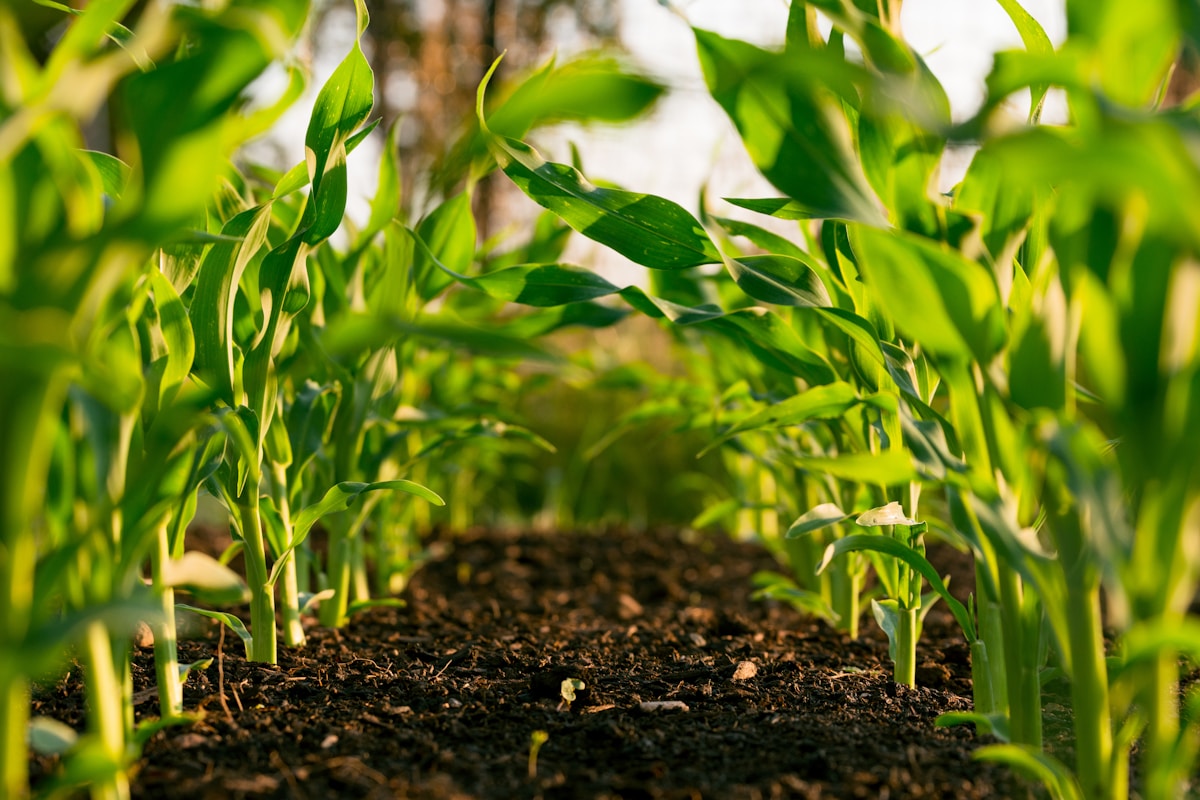 Corn seedlings growing in rich soil monitored by ISHYA IoT sensor